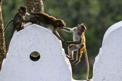 Monkey business: Sri Lanka considers macaque sales to China