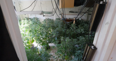 Shock as 'dangerous' Beeston cannabis farm discovered in 'quiet and friendly' street