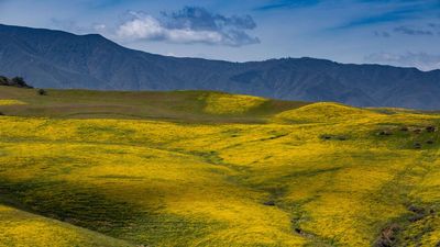 California Superbloom Emerges In Stunning Color Following Extremely Wet Winter