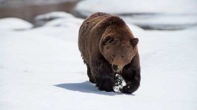 Hungry Yellowstone grizzly bear filmed searching 'pantry' for frozen bison