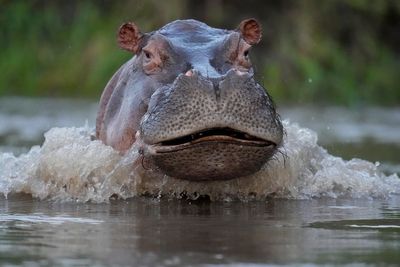 An Escobar hippo killed in highway collision in Colombia