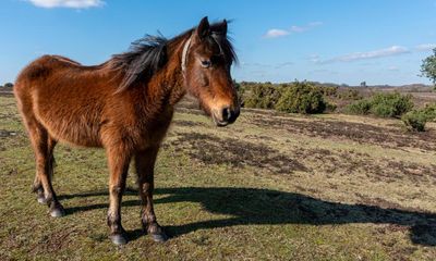 Visitors to New Forest to be fined up to £1,000 for petting ponies