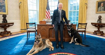 All the Presidents' dogs in words and pictures