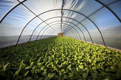 The potential future of agriculture