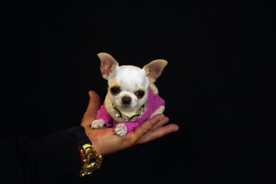 The world's shortest dog is Pearl, a dollar-sized diva who loves dressing up