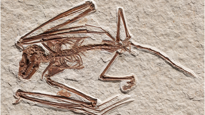 52 million-year-old bat skeleton is the oldest ever found and belongs to a never-before-seen species
