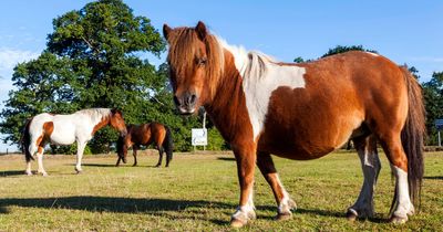 'Antisocial' day-trippers risk £1k fine for touching famous ponies