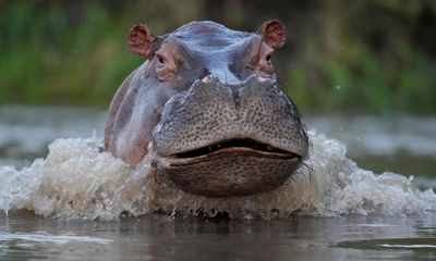 Calls for action on Colombia’s hippo scourge after animal dies in road crash