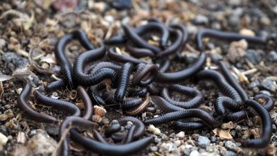 Hordes of Portuguese millipedes invade southern WA households as cooler, wetter weather arrives
