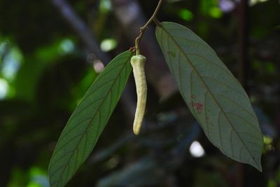 Researchers find new 'Lisa' plant