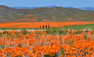 California bursts into 'super bloom' after wet winter