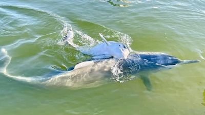 Fisherman fined for hand-feeding wild dolphin at Tin Can Bay