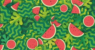 Only stealthy minds can spot the slippery snake hidden among watermelon slices