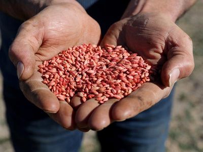 Farmers optimistic of China barley ban ending