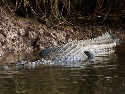 Croc search continues following north Queensland attack