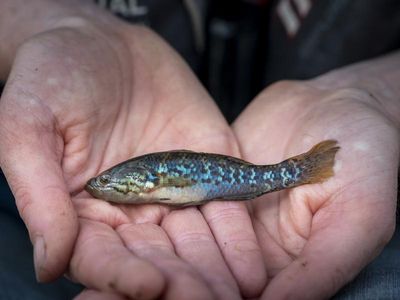 Once extinct 'zombie fish' comes back from the dead