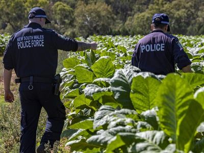 NSW police bust $28 million illicit tobacco plantation