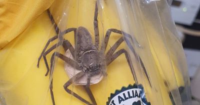 Terrified Tesco shopper finds venomous Huntsman spider in bananas with sac of 200 babies
