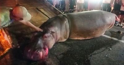Enormous hippo descended from Pablo Escobar's herd dies after being hit by a car