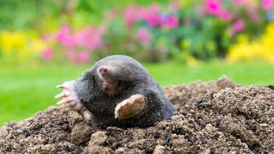 5 ways to keep moles out of your yard this spring