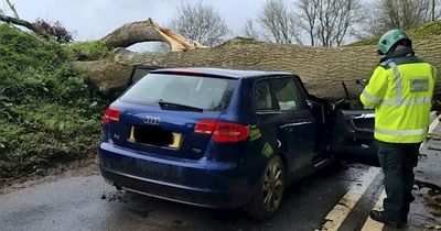 Driver's miracle escape after a massive tree felled by Storm Noa landed on the bonnet of her car