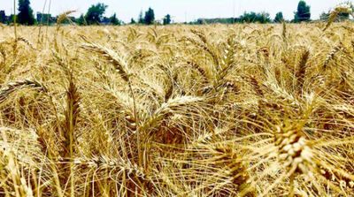 Egypt Relies on Local Wheat Production, Increases Procurement Price 50%