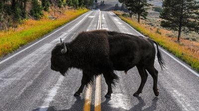 Huge bison loses patience with phone-toting Yellowstone tourist