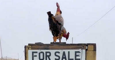 'Magical' fridge in Scotland found 'in the middle of nowhere' full of cakes