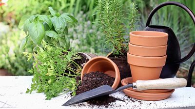 Can you reuse potting soil? The experts reveal how to safely recycle this gardening material