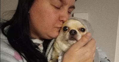 Mum breaks down on camera after missing chihuahua Timmy is found alive in neighbour's hot tub after three-day search