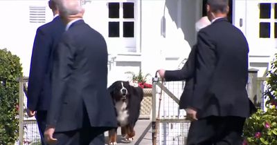 Joe Biden ignored by Irish president's MASSIVE dog as it steals show on state visit
