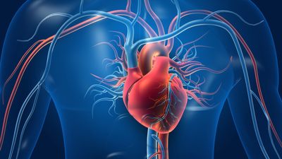 Coronary artery disease (CAD): Causes, diagnosis and treatment