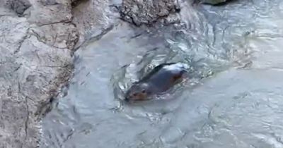 Beaver filmed exploring bank under Bedminster Bridge in Bristol