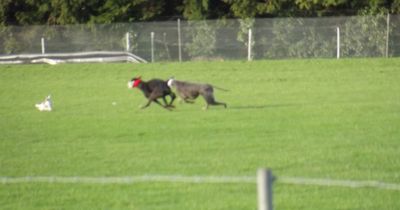 South Dublin councillors call for nationwide ban on hare coursing