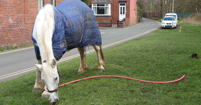 Locals concerned as horse breaks lead and wanders around Leeds suburb