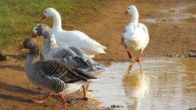 Federal Court Halts Biden Administration's Clean Water Overreach