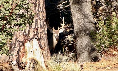 Idaho conservation officer shoots dog for chasing, killing deer