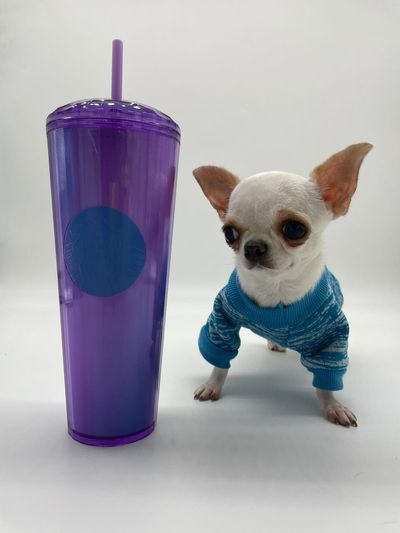 Meet Pearl, the pocket-sized chihuahua named shortest dog by Guinness World Records