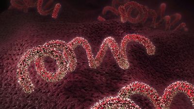 As syphilis levels hit 70-year high, sexually transmitted infection epidemic shows 'no signs of slowing'