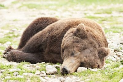 Hibernating Bears Reveal How to Prevent Blood Clots in Humans