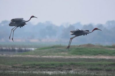 Thai, Vietnam zoos plan to save endangered cranes