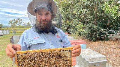 Beekeepers called to action amid fears varroa complacency is threatening multi-billion-dollar industry