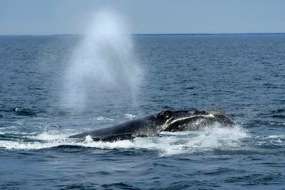 Landmark law saved whales through marine industries change