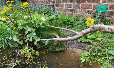 Country diary: It’s frog-eat-frog-eat-toad-eat-newt in the pond