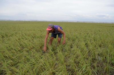 Philippine agency seeks 330,000T of rice imports as buffer stocks thin
