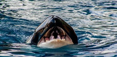 Analyzing the fat of killer whales reveals what they eat