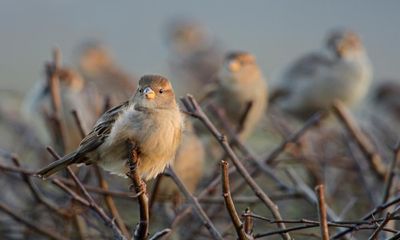 Sparrows still most spotted bird in UK gardens but population is declining