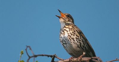 Big Garden Birdwatch survey shows the top 20 birds spotted in Northern Ireland gardens