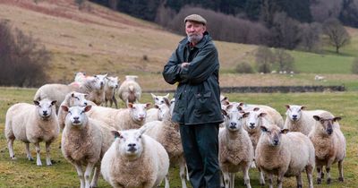 Highland Perthshire farmer left “devastated” after six ewes and 11 lambs callously stolen from his field