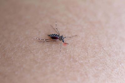Should you be worried about dengue fever on your next European holiday?